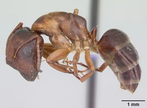 Camponotus yogi - CASENT0103113