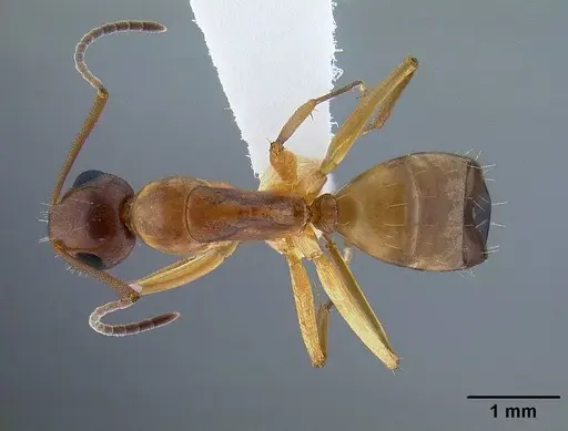 Camponotus yogi - CASENT0221985