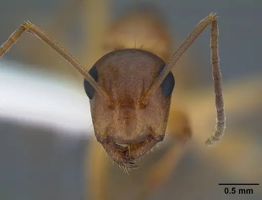 Camponotus yogi - CASENT0221985