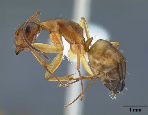 Camponotus yogi - CASENT0221985
