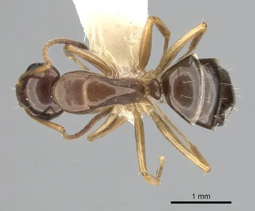 Camponotus yogi - CASENT0249398