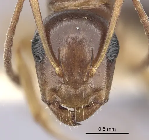 Camponotus yogi - CASENT0249398