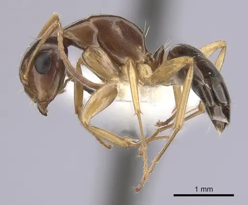 Camponotus yogi - CASENT0249398