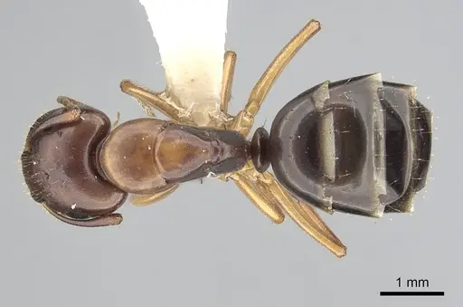 Camponotus yogi - CASENT0249399