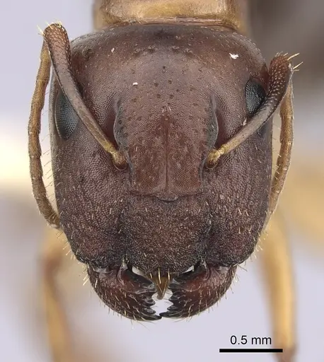 Camponotus yogi - CASENT0249399