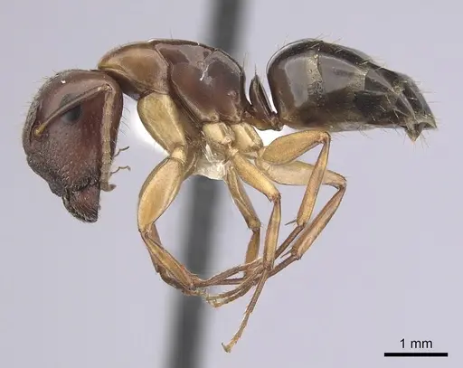 Camponotus yogi - CASENT0249399