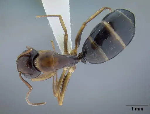 Camponotus yogi - CASENT0732633