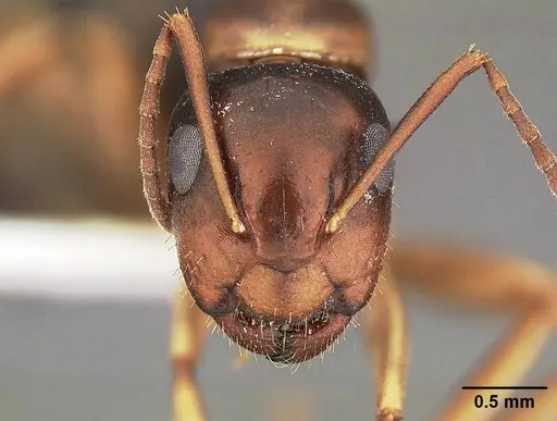 Camponotus yogi - CASENT0732633