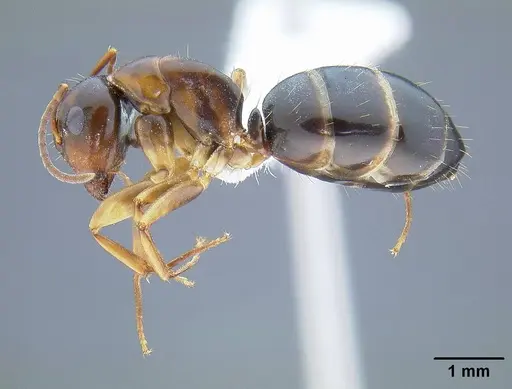 Camponotus yogi - CASENT0732633