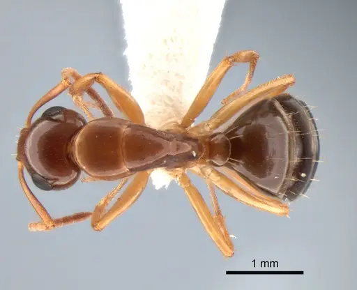 Camponotus yogi - CASENT0882116