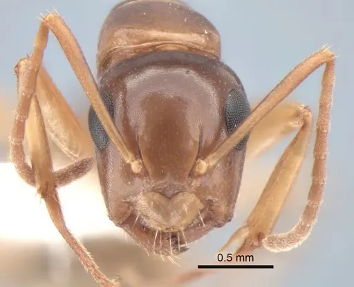 Camponotus yogi - CASENT0882116