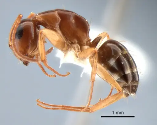Camponotus yogi - CASENT0882116