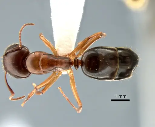 Camponotus yogi - CASENT0882273