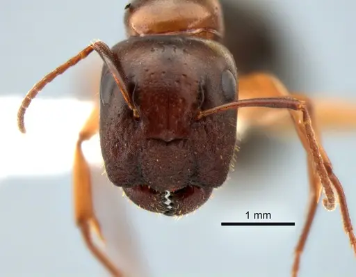 Camponotus yogi - CASENT0882273