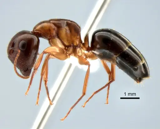 Camponotus yogi - CASENT0882273