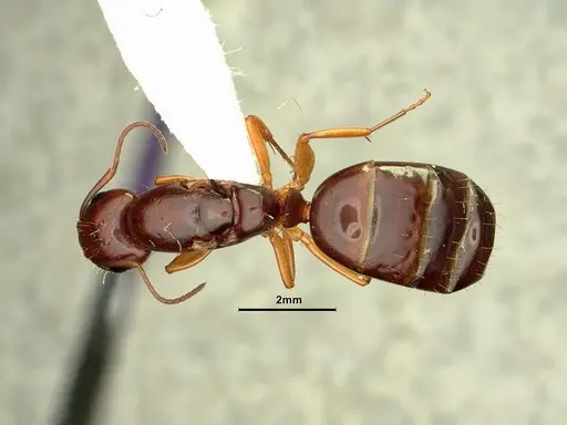 Camponotus yogi - CASENT0884376