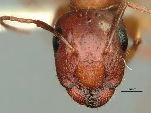 Camponotus yogi - CASENT0884376