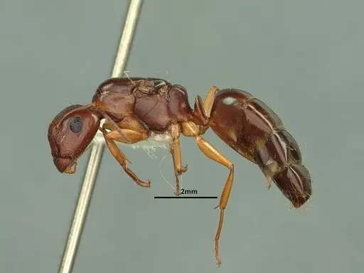 Camponotus yogi - CASENT0884376