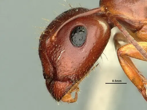 Camponotus yogi - CASENT0884376