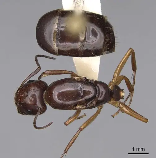 Camponotus yogi - CASENT0923092