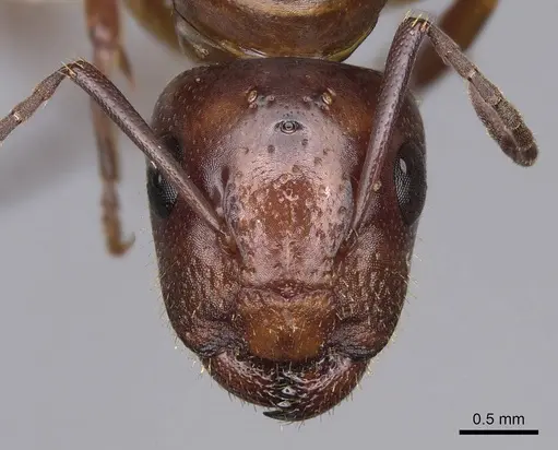 Camponotus yogi - CASENT0923092