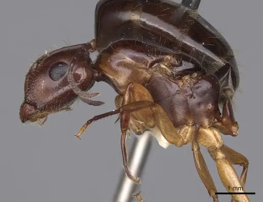 Camponotus yogi - CASENT0923092