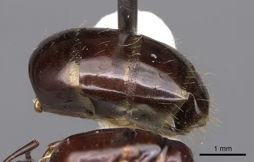 Camponotus yogi - CASENT0923092