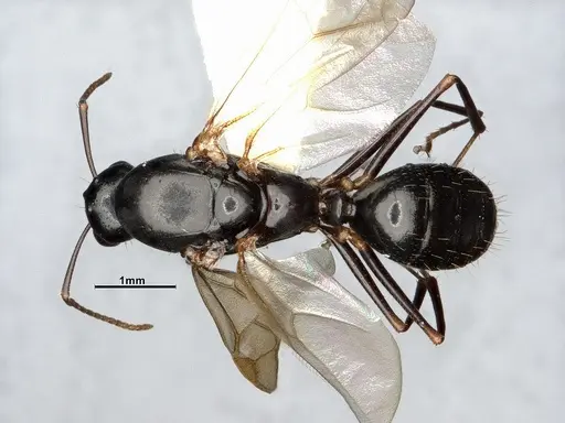 Camponotus yogi - CASENT4031385