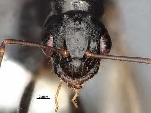 Camponotus yogi - CASENT4031385
