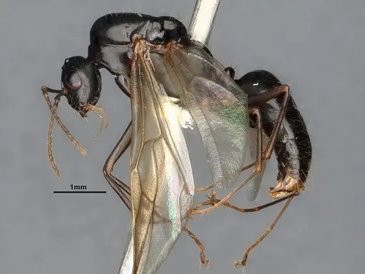 Camponotus yogi - CASENT4031385