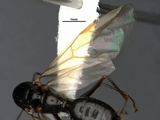 Camponotus yogi - CASENT4031385
