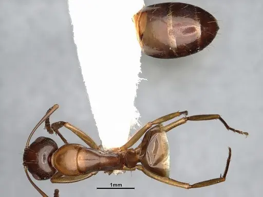 Camponotus yogi - LACMENT667696