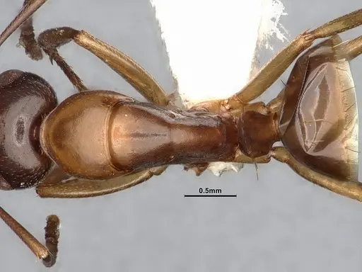 Camponotus yogi - LACMENT667696