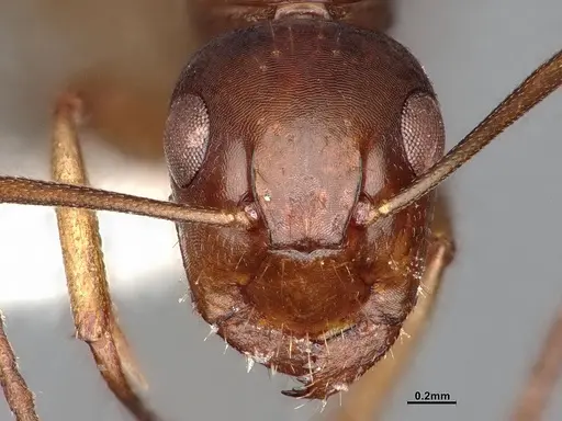 Camponotus yogi - LACMENT667696