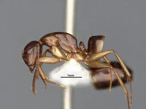 Camponotus yogi - LACMENT667696