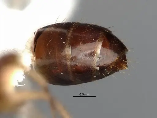 Camponotus yogi - LACMENT667696