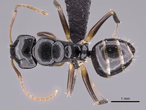 Camponotus zavo specimen