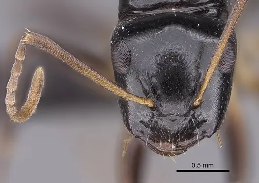 Camponotus zavo specimen