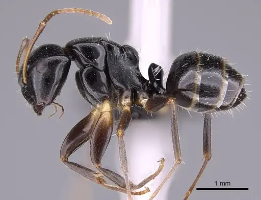 Camponotus zavo specimen