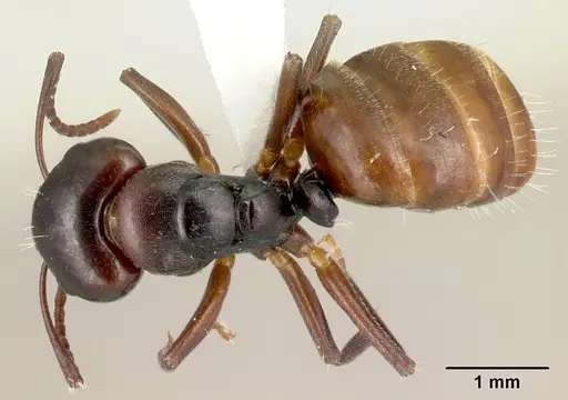 Camponotus zavo - CASENT0188262