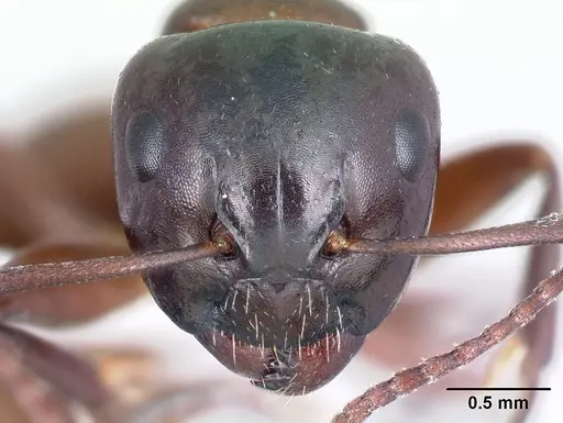 Camponotus zavo - CASENT0188262