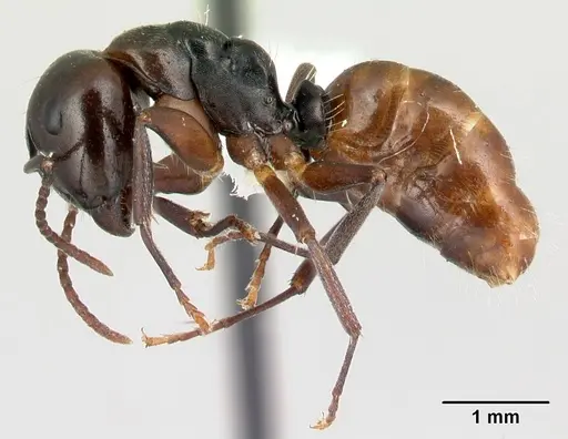 Camponotus zavo - CASENT0188262