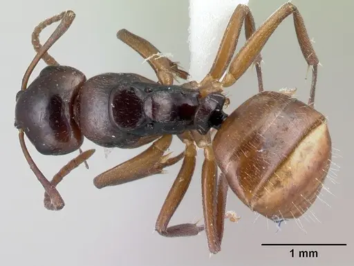 Camponotus zavo - CASENT0217302