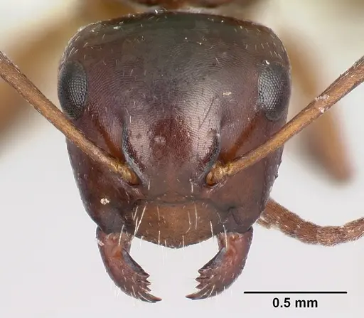 Camponotus zavo - CASENT0217302