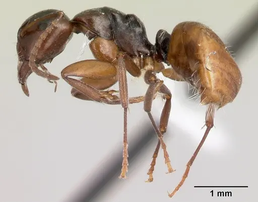 Camponotus zavo - CASENT0217302