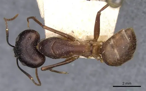 Camponotus zenon specimen