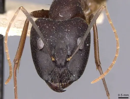 Camponotus zenon specimen