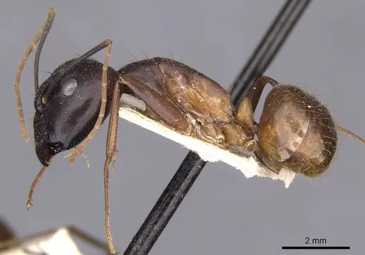 Camponotus zenon specimen