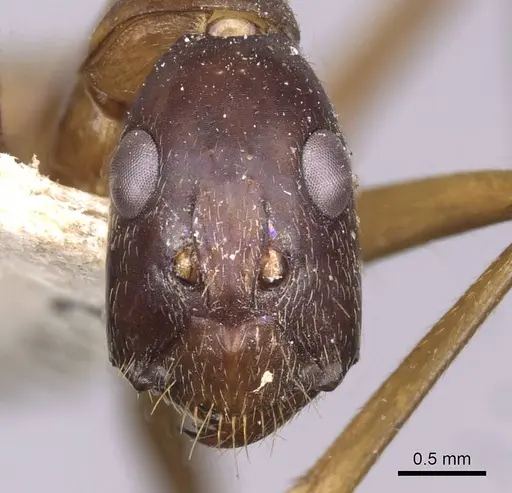 Camponotus zenon - CASENT0910039