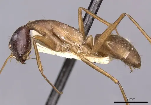 Camponotus zenon - CASENT0910039